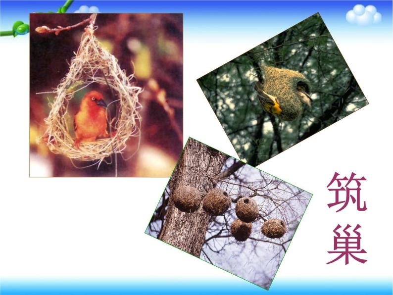 苏教版八下生物 21.5鸟类的生殖与发育 课件03