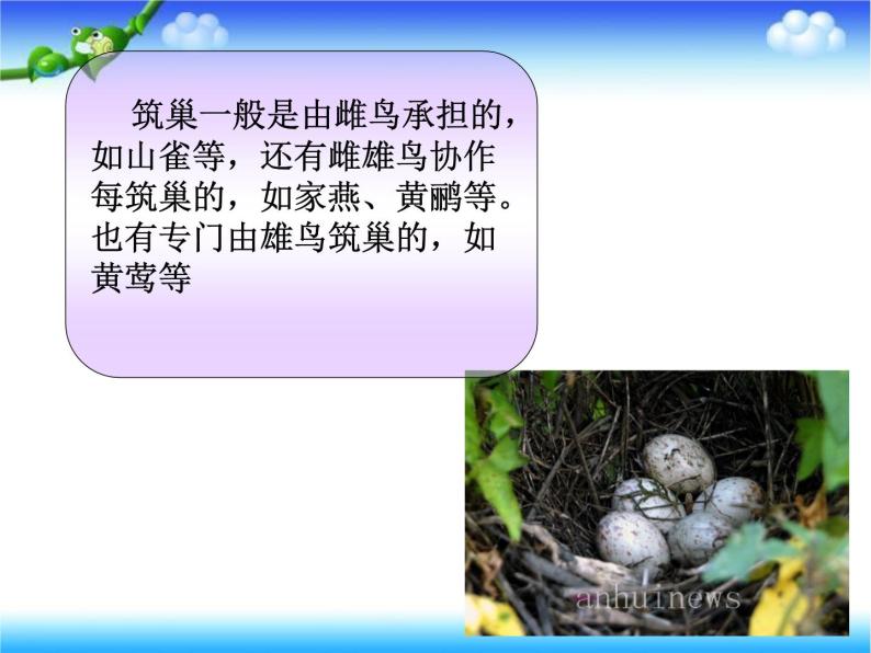 苏教版八下生物 21.5鸟类的生殖与发育 课件04