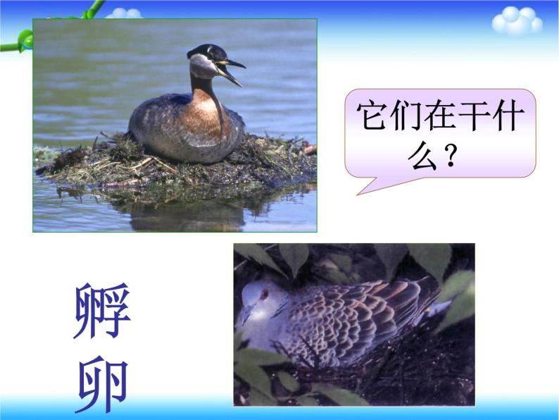 苏教版八下生物 21.5鸟类的生殖与发育 课件06