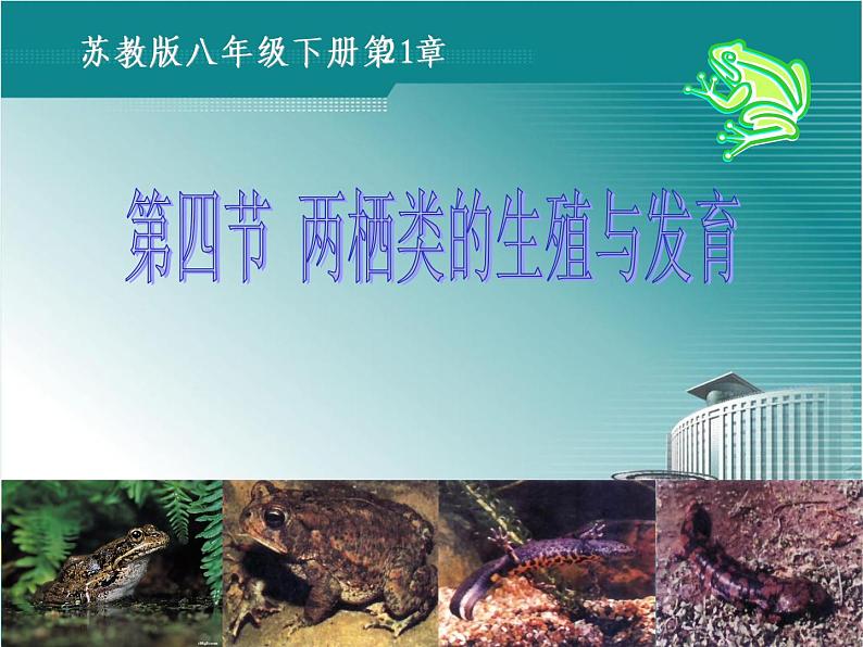 苏教版八下生物 21.4两栖类的生殖与发育 课件第1页