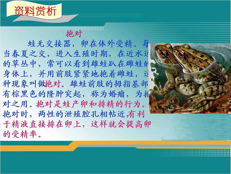 苏教版八下生物 21.4两栖类的生殖与发育 课件第8页