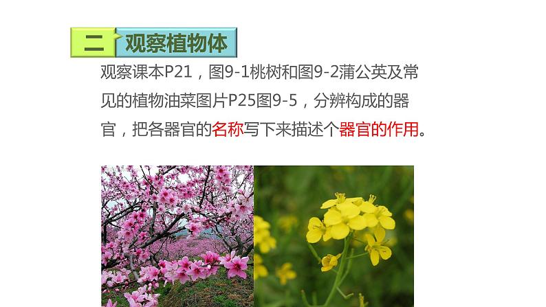 苏科版七下生物 9.1 植物体的组成 课件第5页