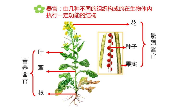 苏科版七下生物 9.1 植物体的组成 课件第8页