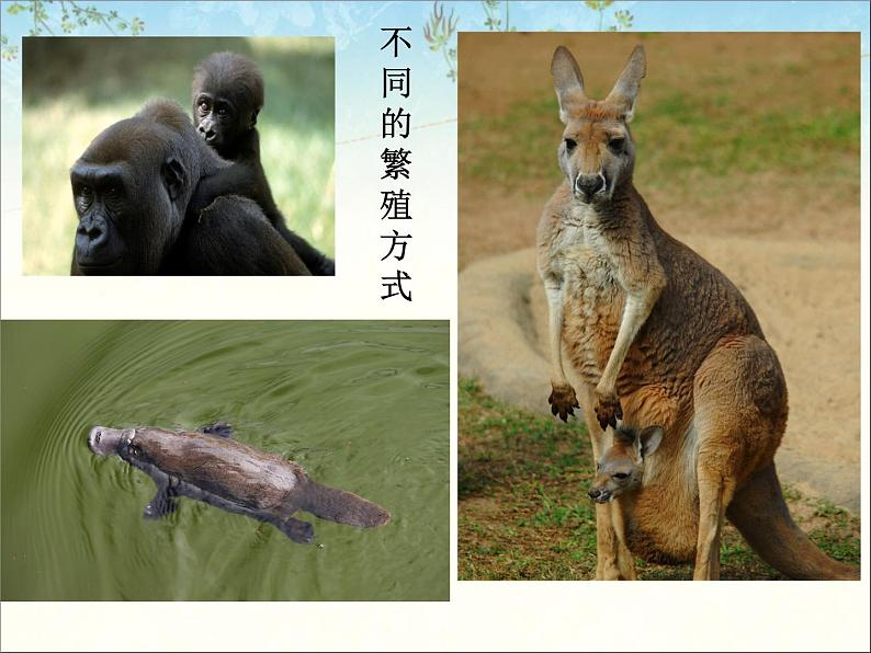 苏科版七下生物 11.2 地面上的动物 课件第4页