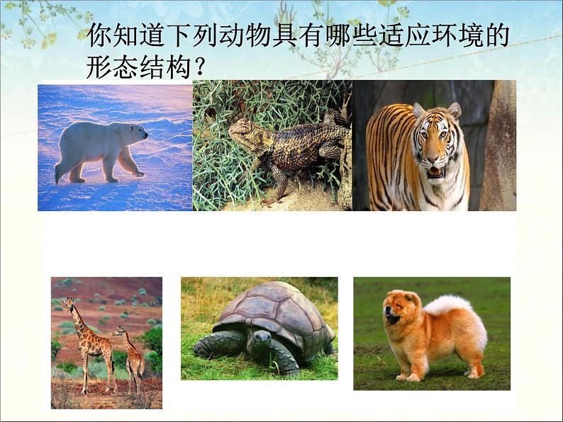 苏科版七下生物 11.2 地面上的动物 课件第6页