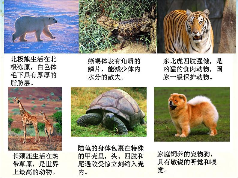 苏科版七下生物 11.2 地面上的动物 课件第7页