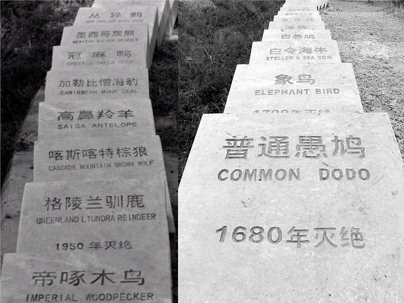 苏科版八下生物 26.2 保护生物多样性 课件第8页