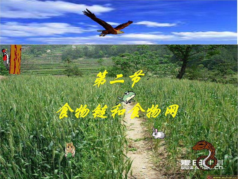 济南社八年级下册生物 6.2.2食物链和食物网 课件第3页