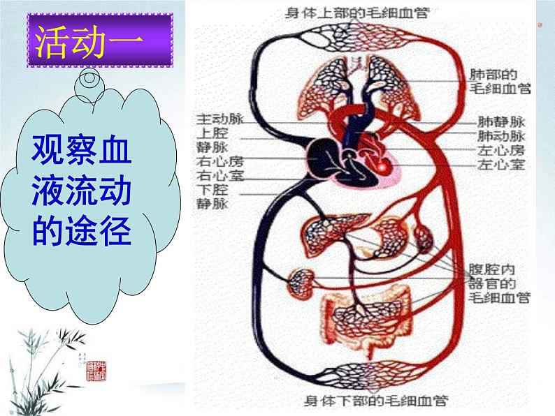 冀教版七年级下册生物 2.3物质运输的路线 课件05