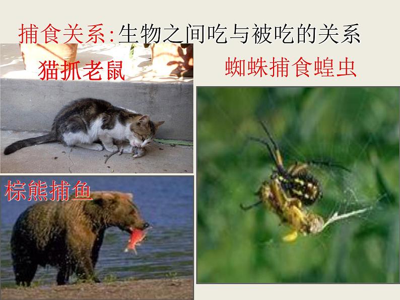 冀教版八年级下册生物 7.1.1环境对生物的影响 课件07