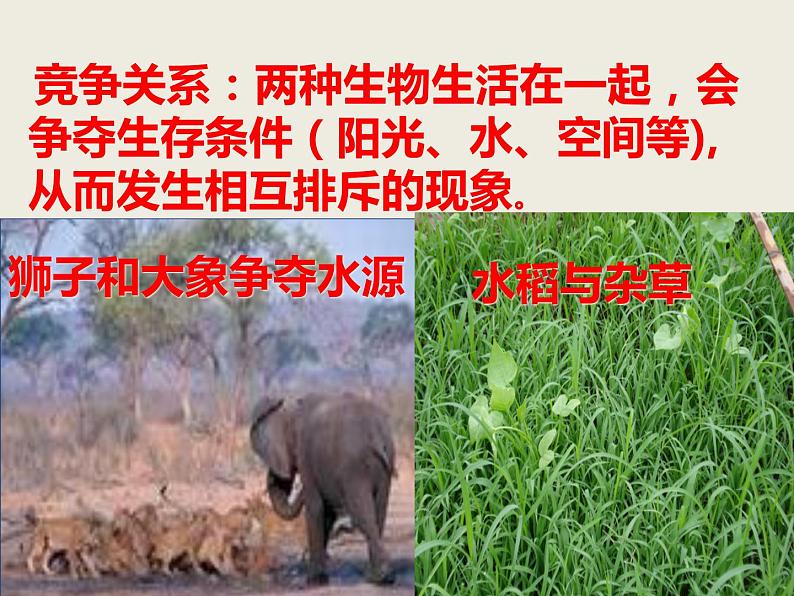 冀教版八年级下册生物 7.1.1环境对生物的影响 课件08