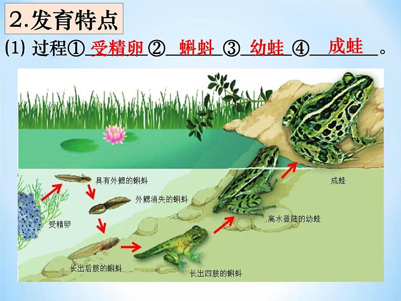 冀教版八年级下册生物 6.1.2动物的生殖和发育 课件第4页