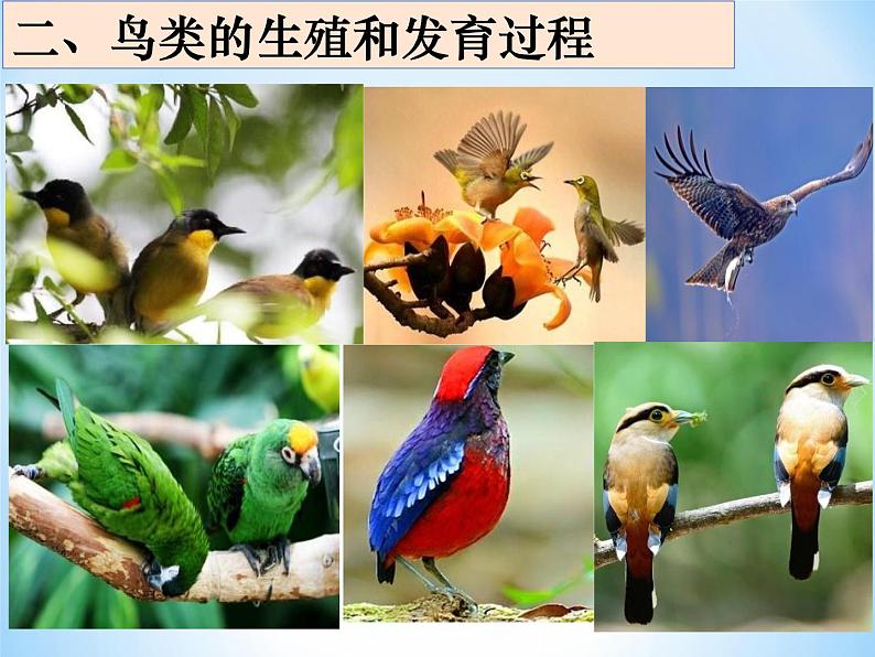 冀教版八年级下册生物 6.1.2动物的生殖和发育 课件第6页