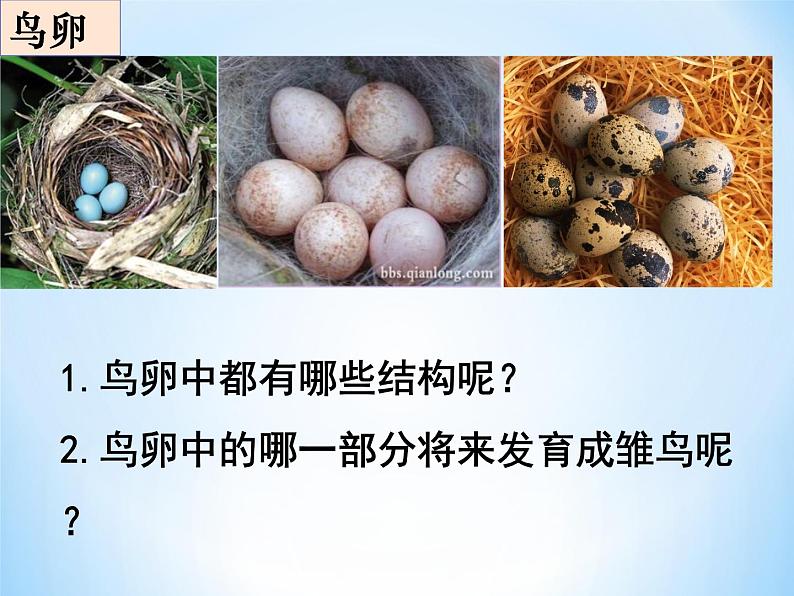 冀教版八年级下册生物 6.1.2动物的生殖和发育 课件第8页