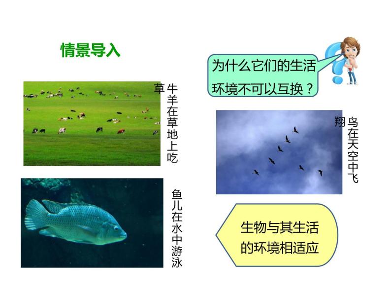 冀教版八年级下册生物  7.1.2生物对环境的适应和影响 课件02