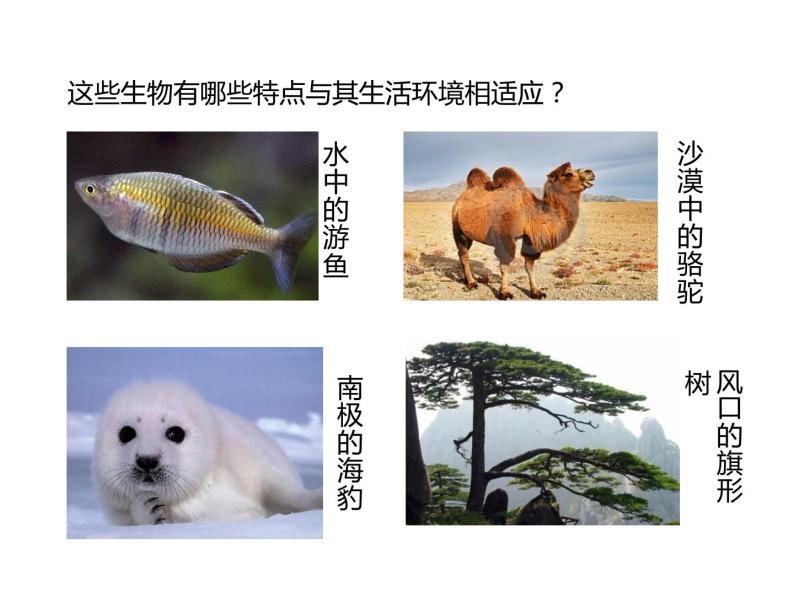 冀教版八年级下册生物  7.1.2生物对环境的适应和影响 课件04