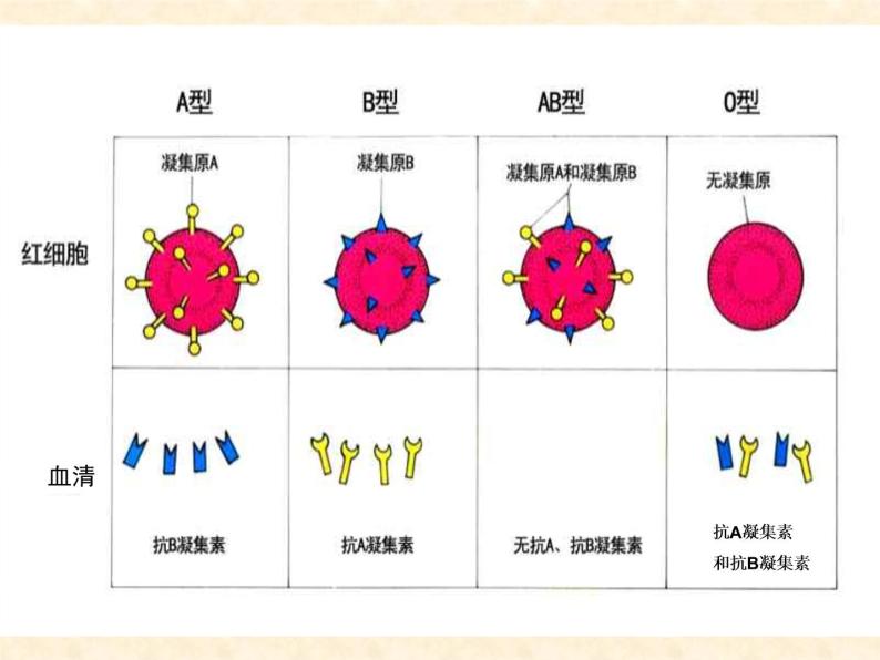 苏教版七年级下册生物 10.1血液和血型 课件07