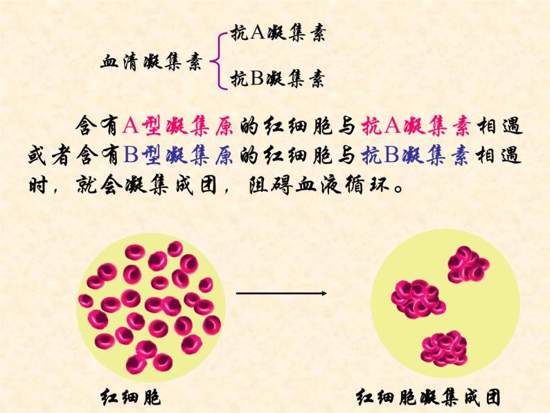 苏教版七年级下册生物 10.1血液和血型 课件08