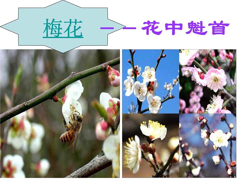 苏教版八年级下册生物 21.2植物的有性生殖 课件第5页