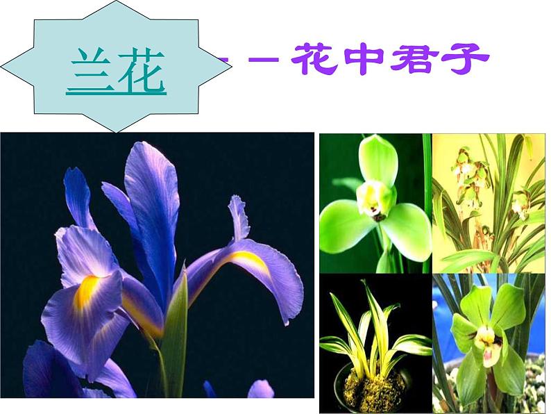 苏教版八年级下册生物 21.2植物的有性生殖 课件第6页