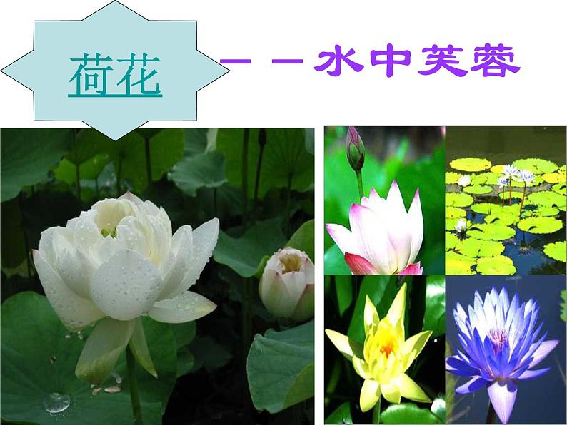 苏教版八年级下册生物 21.2植物的有性生殖 课件第7页