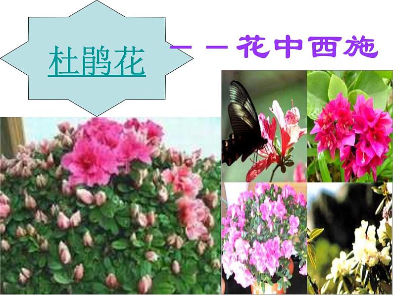 苏教版八年级下册生物 21.2植物的有性生殖 课件第8页
