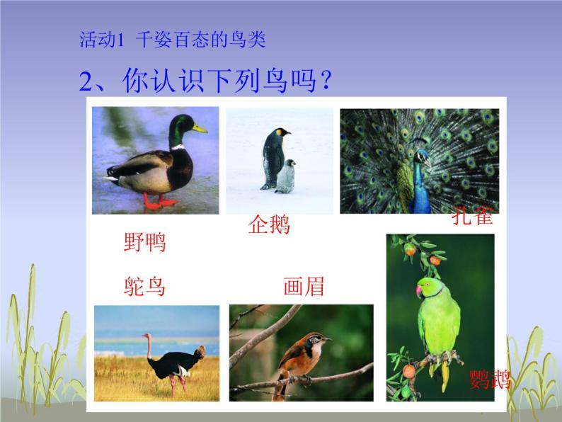 苏科版七年级下册生物 12.1鸟类 课件03