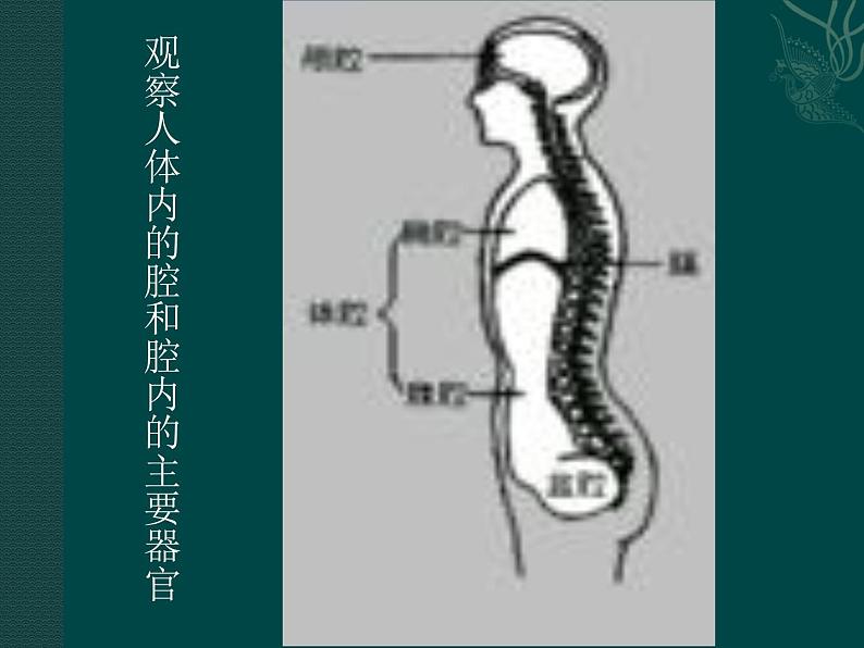 苏科版七年级下册生物 9.2人体的组成 课件第4页