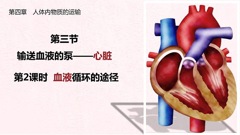4.4.3输送血液的泵——心脏(第2课时)课件人教版七年级下册生物02