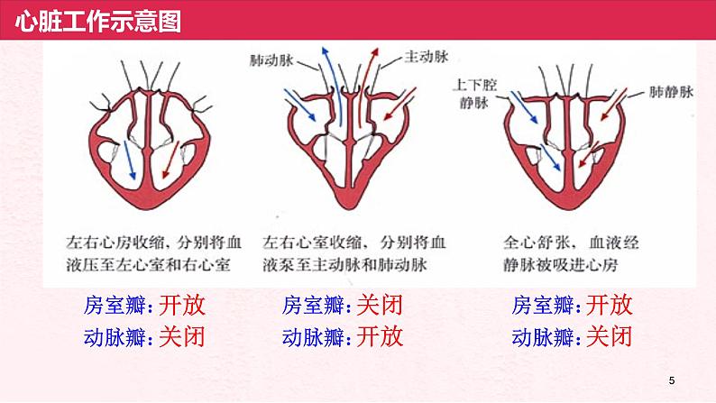 4.4.3输送血液的泵——心脏(第2课时)课件人教版七年级下册生物05