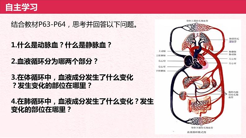 4.4.3输送血液的泵——心脏(第2课时)课件人教版七年级下册生物07