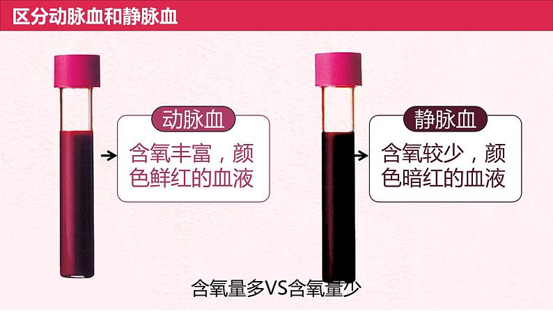 4.4.3输送血液的泵——心脏(第2课时)课件人教版七年级下册生物08