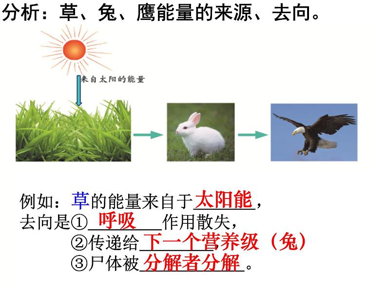 6.2.3能量流动和物质循环课件济南版生物八年级下册第7页