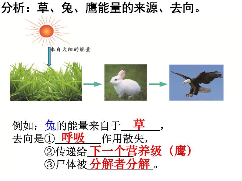 6.2.3能量流动和物质循环课件济南版生物八年级下册第8页
