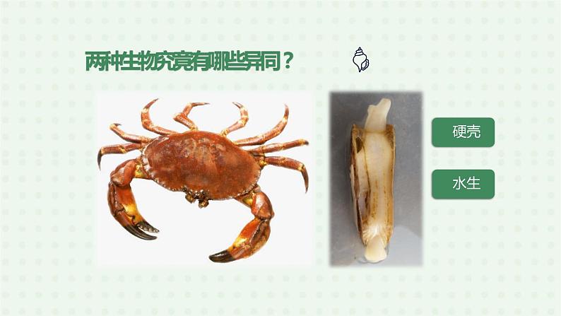 5.1.3《软体动物和节肢动物》(2)-课件04