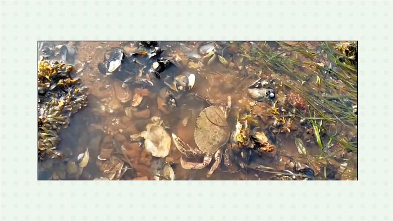 5.1.3《软体动物和节肢动物》(2)-课件06