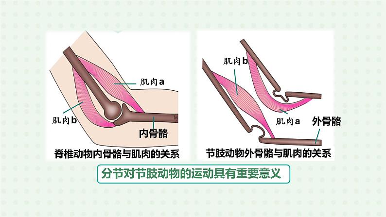5.1.3《软体动物和节肢动物》(2)-课件08