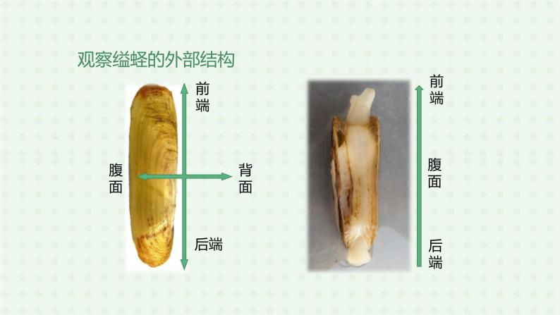 5.1.3《软体动物和节肢动物》（1）-课件07