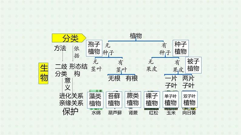 6.1.1《尝试对生物进行分类》(2)-课件02