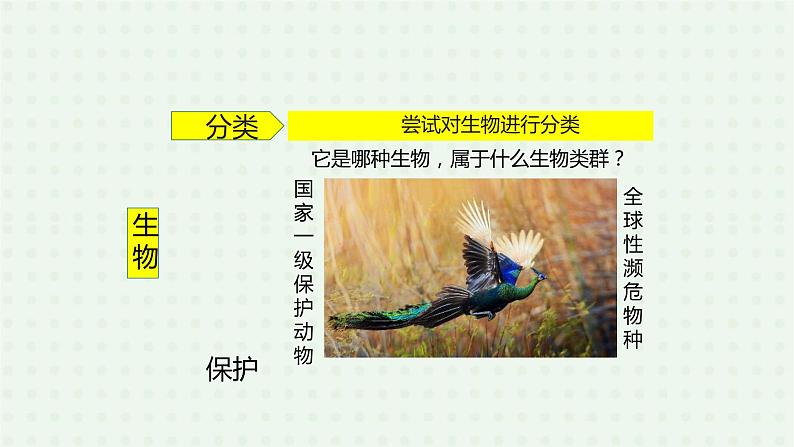 6.1.1《尝试对生物进行分类》(2)-课件03