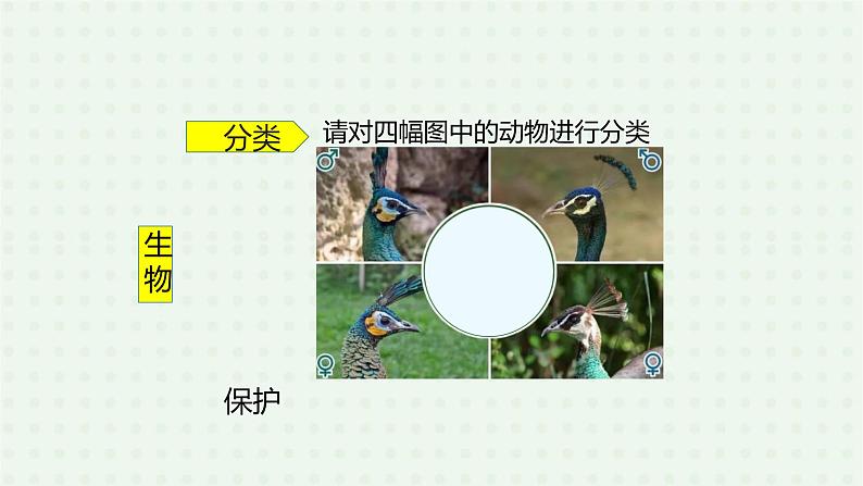 6.1.1《尝试对生物进行分类》(2)-课件04