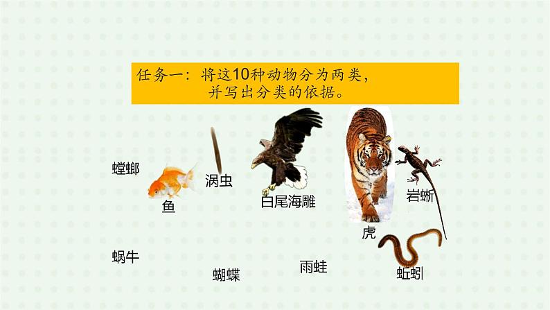 6.1.1《尝试对生物进行分类》(2)-课件08