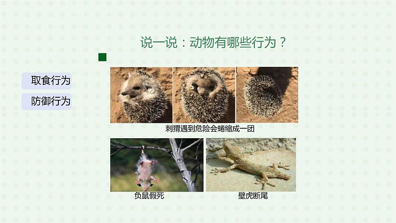 5.2.2《先天性行为和学习行为》(1)-课件06