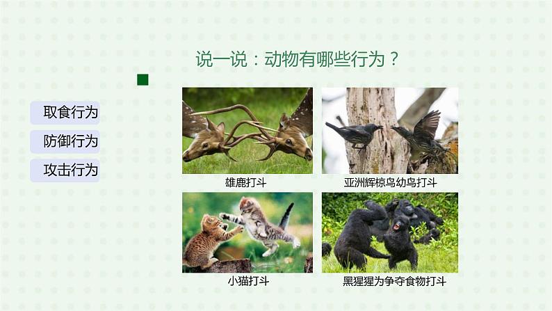 5.2.2《先天性行为和学习行为》(1)-课件07