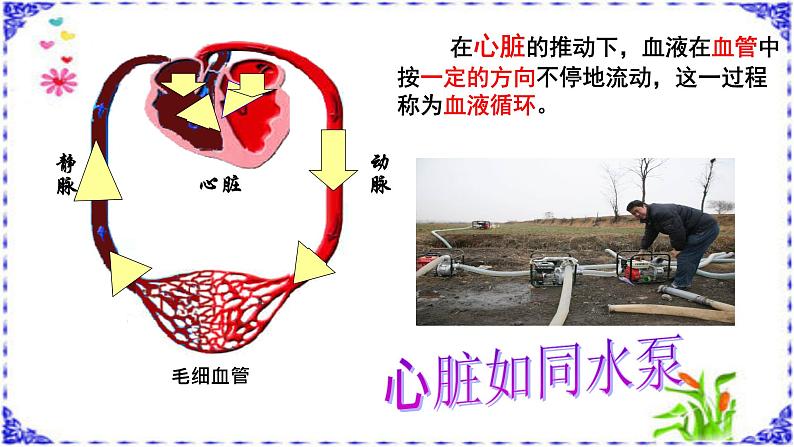 济南版七年级下册生物 3.3物质运输的途径 课件第4页