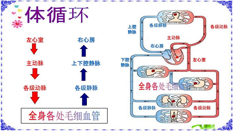 济南版七年级下册生物 3.3物质运输的途径 课件第8页