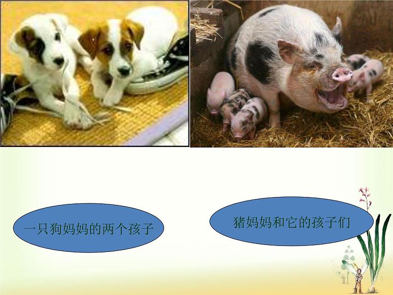 苏教版八年级下册生物 22.5生物的变异 课件第5页