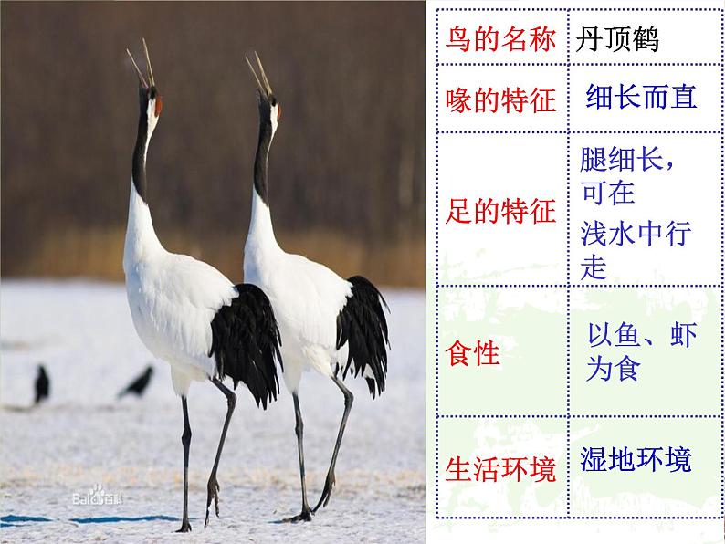 苏科版七年级下册生物 12.1鸟类 课件08