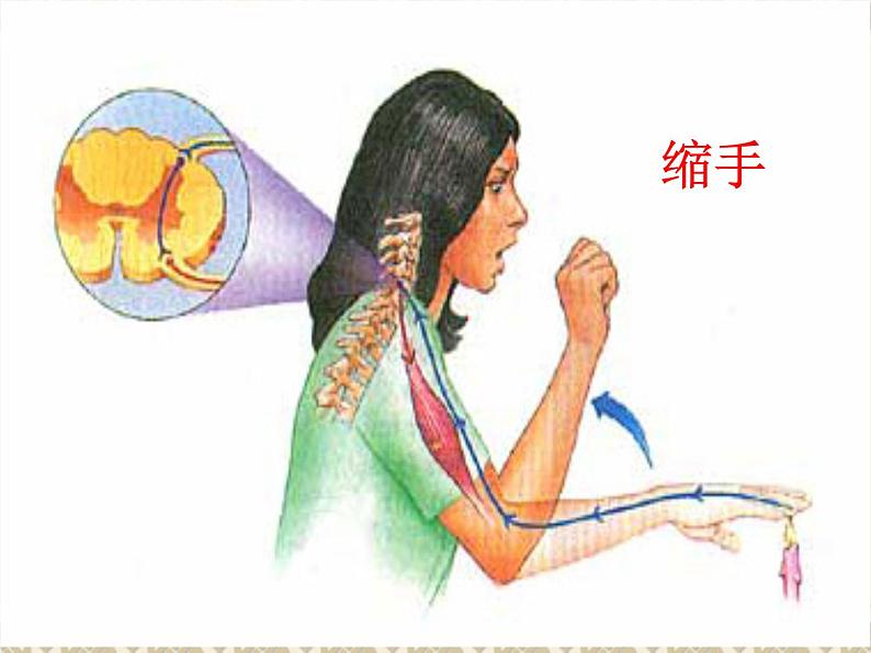 京改版生物七年级下册 8.2 神经调节的基本方式 课件第3页