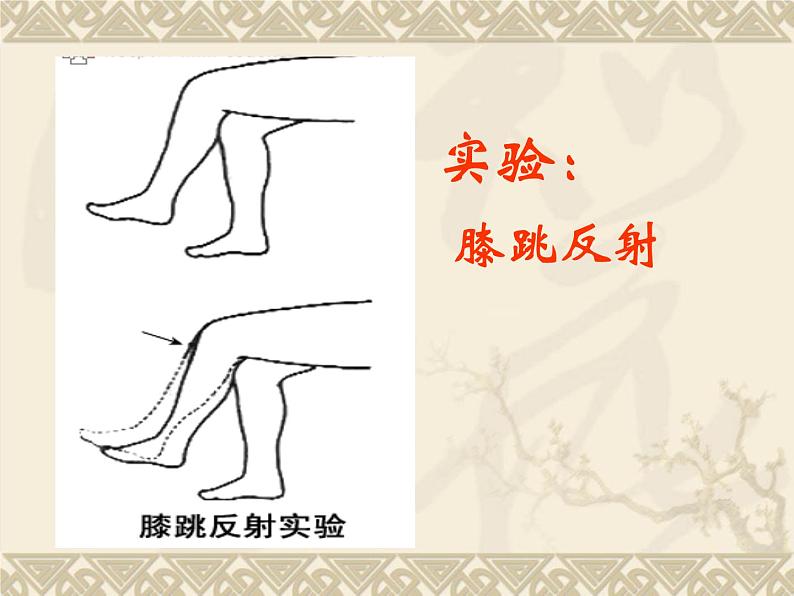 京改版生物七年级下册 8.2 神经调节的基本方式 课件第8页